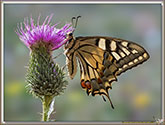 Machaon